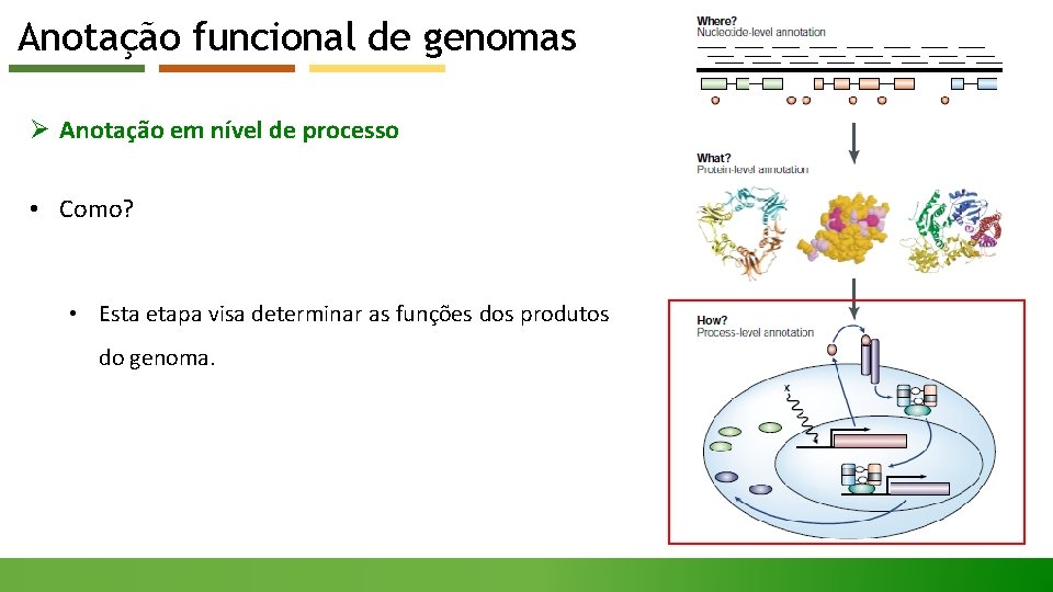 Anotação funcional de genomas Ø Anotação em nível de processo • Como? • Esta