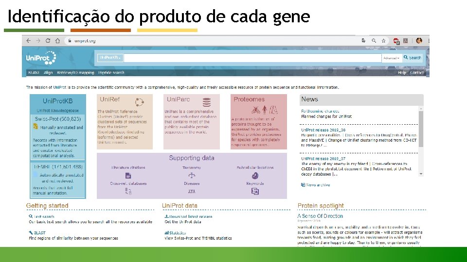 Identificação do produto de cada gene 