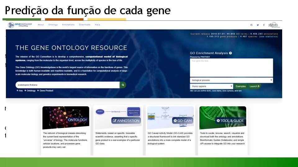 Predição da função de cada gene Ø Gene Ontology (GO) ou Ontologia genética: O