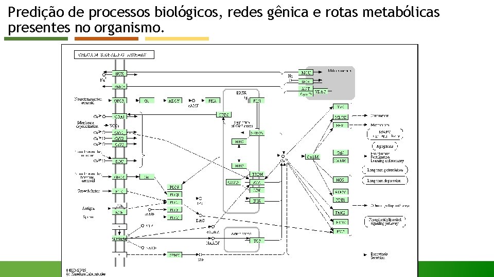 Predição de processos biológicos, redes gênica e rotas metabólicas presentes no organismo. 