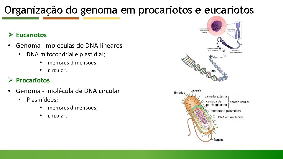 Organização do genoma em procariotos e eucariotos Ø Eucariotos • Genoma - moléculas de