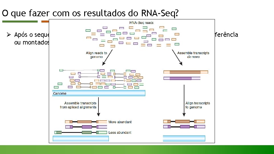 O que fazer com os resultados do RNA-Seq? Ø Após o sequenciamento, os resultados