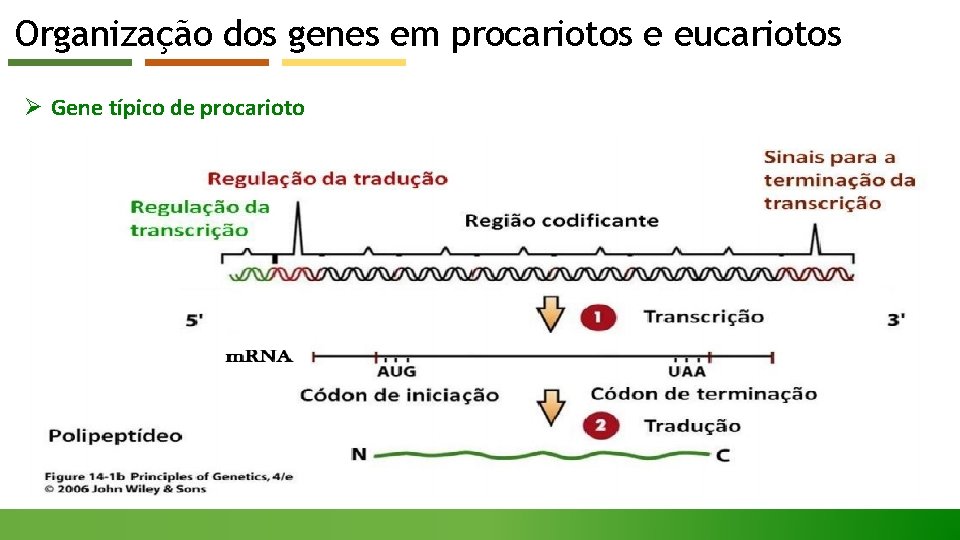 Organização dos genes em procariotos e eucariotos Ø Gene típico de procarioto 