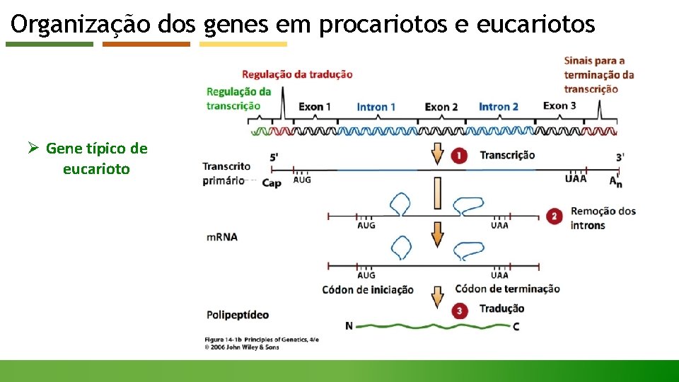 Organização dos genes em procariotos e eucariotos Ø Gene típico de eucarioto 