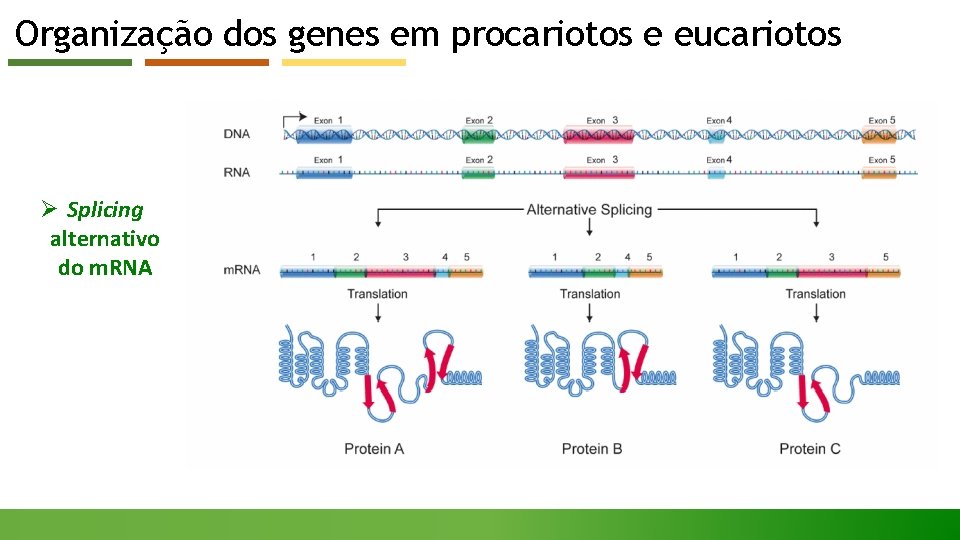 Organização dos genes em procariotos e eucariotos Ø Splicing alternativo do m. RNA 