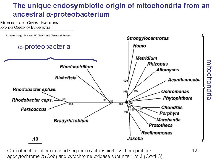 The unique endosymbiotic origin of mitochondria from an ancestral -proteobacterium -proteobacteria mitochondria Concatenation of