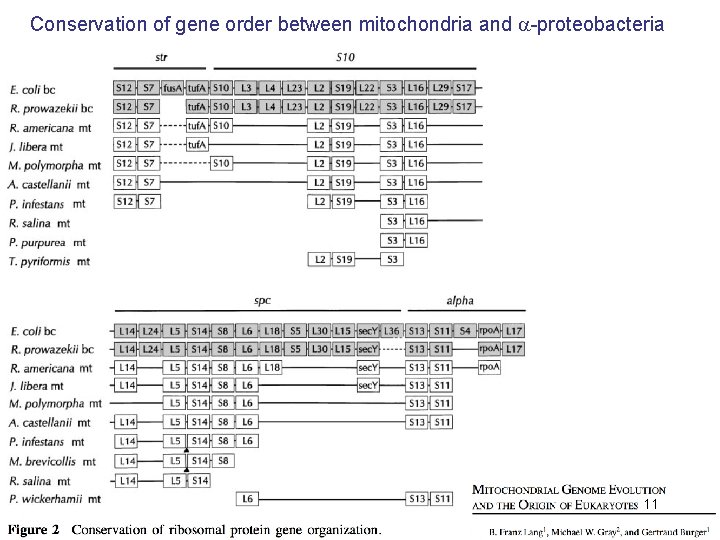 Conservation of gene order between mitochondria and -proteobacteria 11 