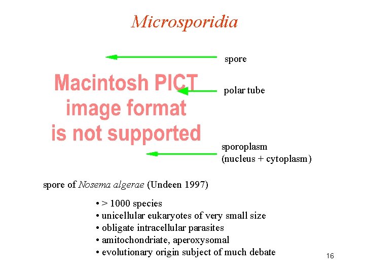Microsporidia spore polar tube sporoplasm (nucleus + cytoplasm) spore of Nosema algerae (Undeen 1997)