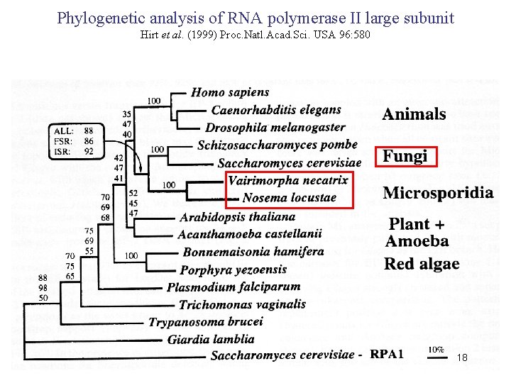Phylogenetic analysis of RNA polymerase II large subunit Hirt et al. (1999) Proc. Natl.