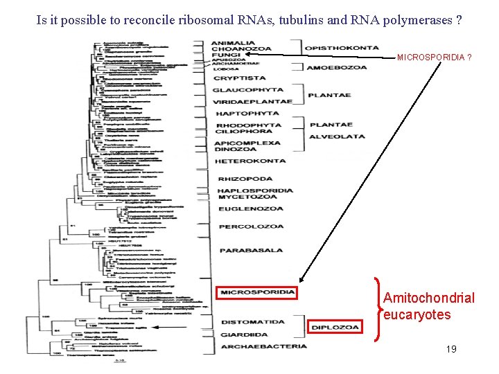 Is it possible to reconcile ribosomal RNAs, tubulins and RNA polymerases ? MICROSPORIDIA ?