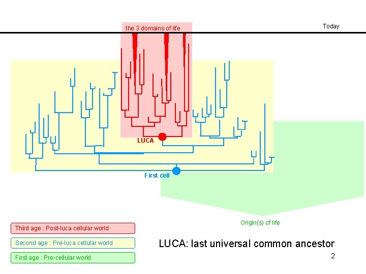 Today the 3 domains of life LUCA First cell Third age : Post-luca cellular