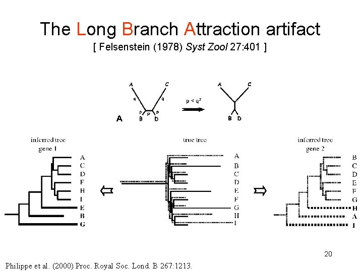 The Long Branch Attraction artifact [ Felsenstein (1978) Syst Zool 27: 401 ] 20