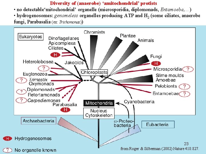 Diversity of (anaerobe) ‘amitochondrial’ protists • no detectable‘mitochondrial’ organelle (microsporidia, diplomonads, Entamoeba, …) •