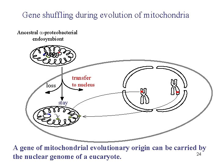 Gene shuffling during evolution of mitochondria Ancestral -proteobacterial endosymbiont transfer to nucleus loss stay
