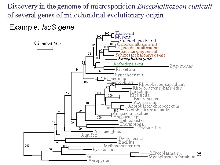 Discovery in the genome of microsporidion Encephalitozoon cuniculi of several genes of mitochondrial evolutionary