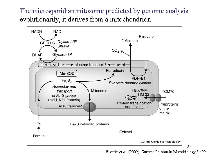 The microsporidian mitosome predicted by genome analysis: evolutionarily, it derives from a mitochondrion 27