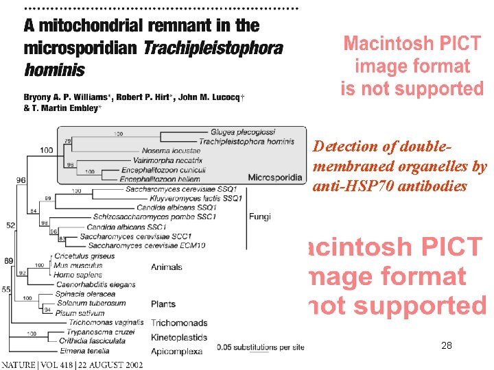 Detection of doublemembraned organelles by anti-HSP 70 antibodies 28 