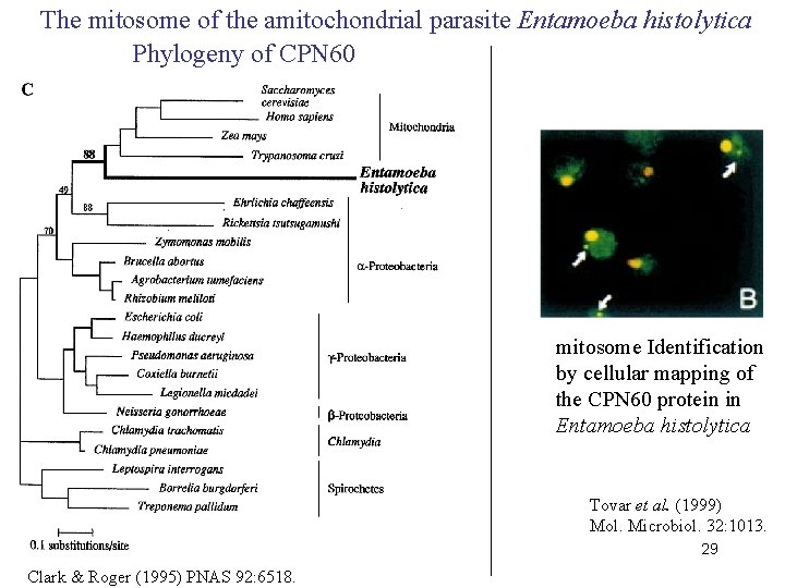 The mitosome of the amitochondrial parasite Entamoeba histolytica Phylogeny of CPN 60 mitosome Identification