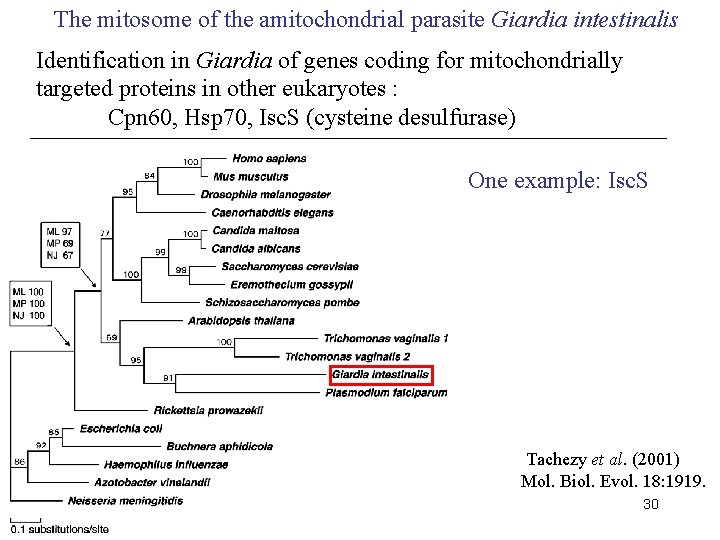 The mitosome of the amitochondrial parasite Giardia intestinalis Identification in Giardia of genes coding