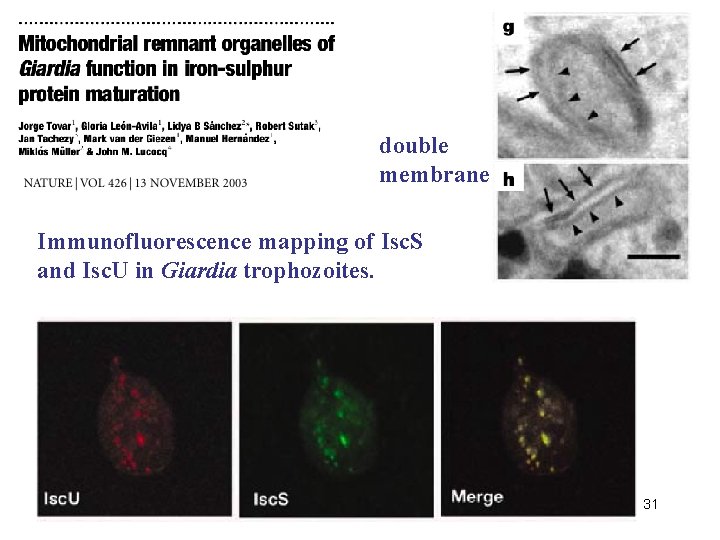 double membrane Immunofluorescence mapping of Isc. S and Isc. U in Giardia trophozoites. 31