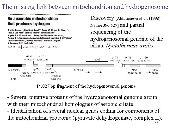 The missing link between mitochondrion and hydrogenosome Discovery [Akhmanova et al. (1998) Nature 396: