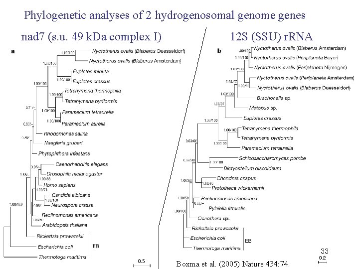 Phylogenetic analyses of 2 hydrogenosomal genome genes nad 7 (s. u. 49 k. Da