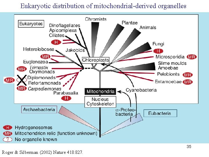Eukaryotic distribution of mitochondrial-derived organelles 35 Roger & Silberman (2002) Nature 418: 827. 