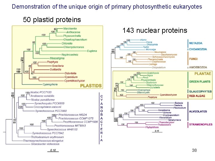 Demonstration of the unique origin of primary photosynthetic eukaryotes 50 plastid proteins 143 nuclear