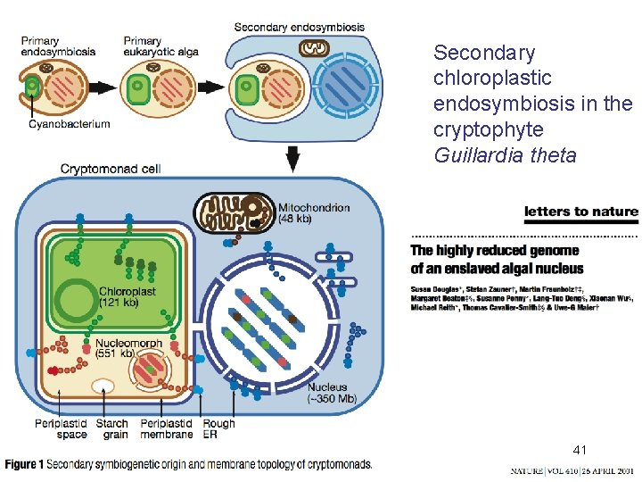 Secondary chloroplastic endosymbiosis in the cryptophyte Guillardia theta 41 