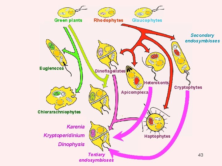 Green plants Rhodophytes Glaucophytes Secondary endosymbioses Euglenozoa Dinoflagellates Heterokonts Cryptophytes Apicomplexa Chlorarachniophytes Secondary plastid