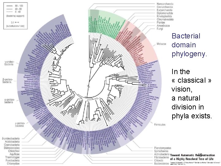 Bacterial domain phylogeny. In the « classical » vision, a natural division in phyla