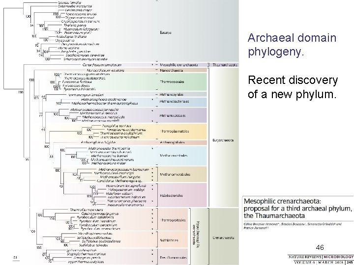 Archaeal domain phylogeny. Recent discovery of a new phylum. 46 