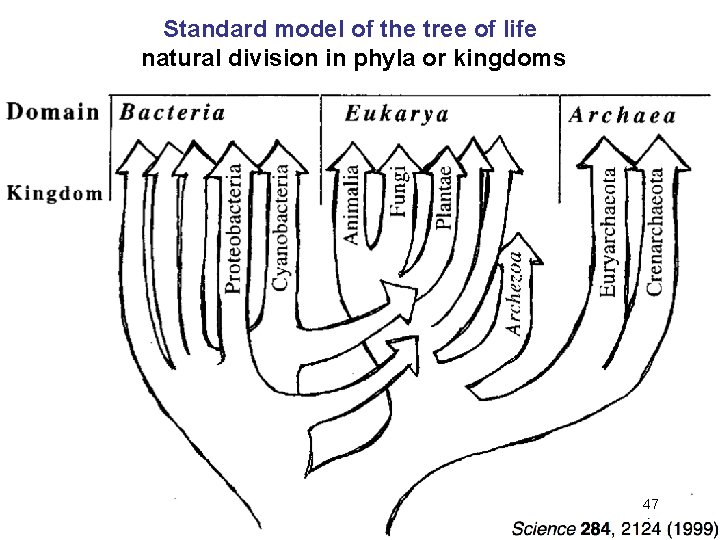 Standard model of the tree of life natural division in phyla or kingdoms 47