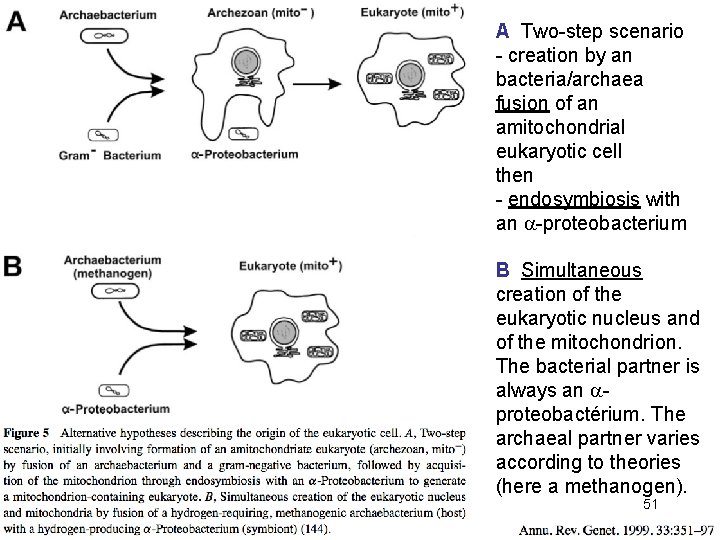 A Two-step scenario - creation by an bacteria/archaea fusion of an amitochondrial eukaryotic cell