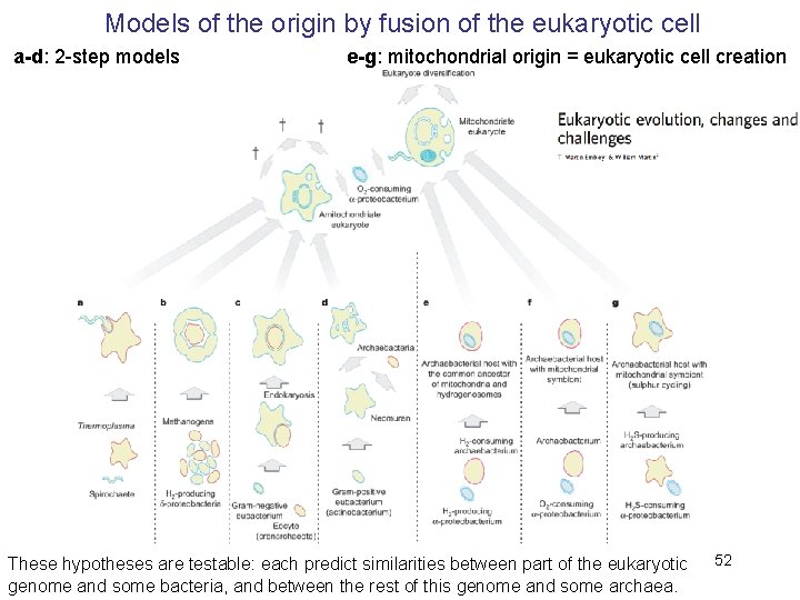 Models of the origin by fusion of the eukaryotic cell a-d: 2 -step models