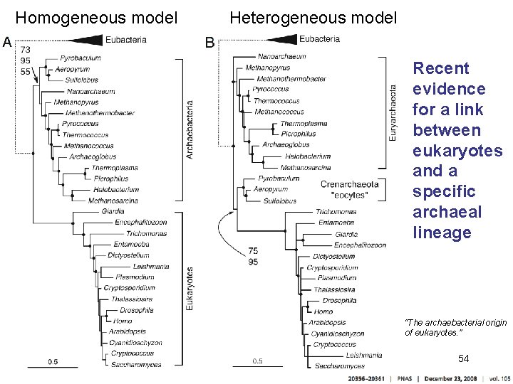 Homogeneous model Heterogeneous model Recent evidence for a link between eukaryotes and a specific