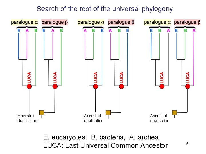 Search of the root of the universal phylogeny Ancestral duplication E: eucaryotes; B: bacteria;
