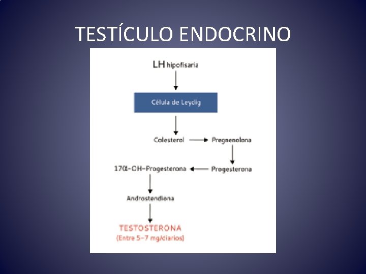 TESTÍCULO ENDOCRINO 