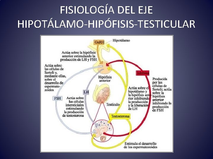 FISIOLOGÍA DEL EJE HIPOTÁLAMO-HIPÓFISIS-TESTICULAR 