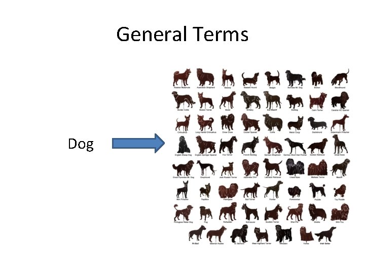 General Terms Dog 