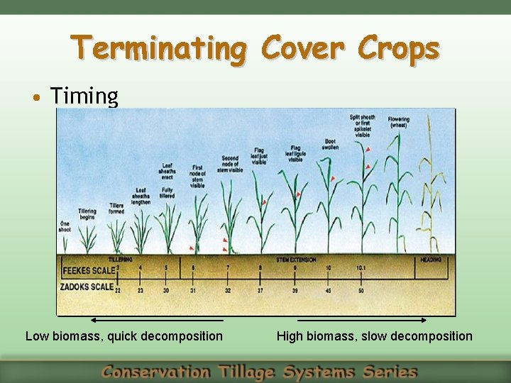 Terminating Cover Crops • Timing Low biomass, quick decomposition High biomass, slow decomposition 