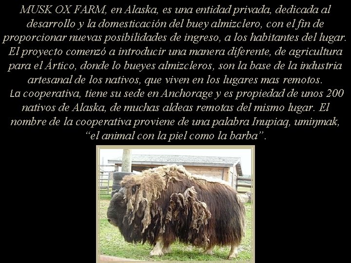 MUSK OX FARM, en Alaska, es una entidad privada, dedicada al desarrollo y la