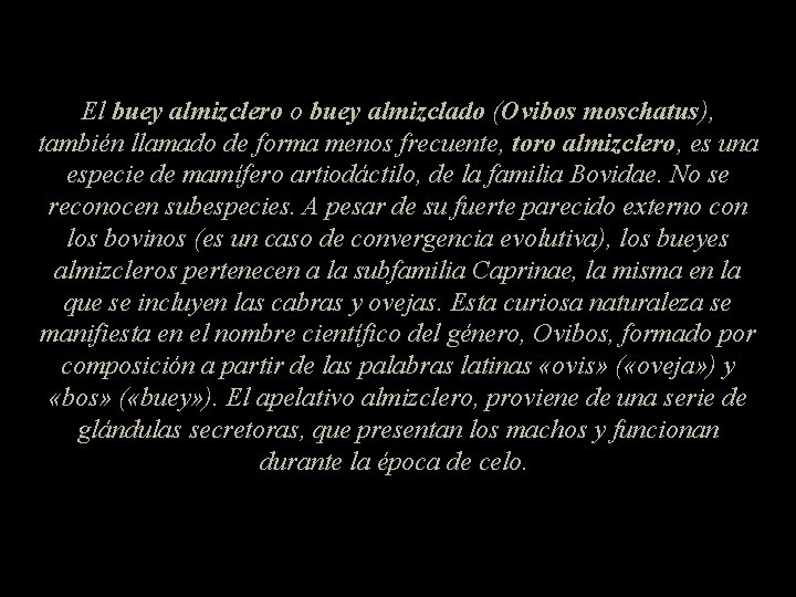 El buey almizclero o buey almizclado (Ovibos moschatus), también llamado de forma menos frecuente,