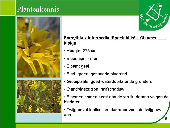 Plantenkennis Forsythia x intermedia ‘Spectabilis’ – Chinees klokje . • Hoogte: 275 cm. •