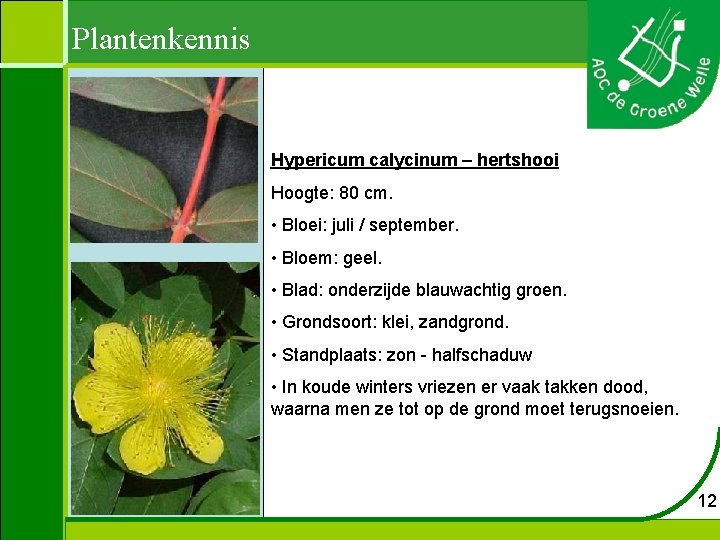 Plantenkennis Hypericum calycinum – hertshooi Hoogte: 80 cm. • Bloei: juli / september. •