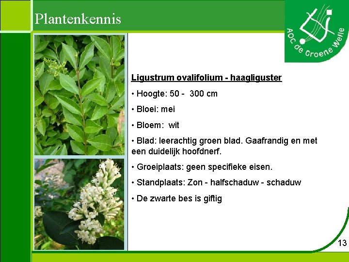 Plantenkennis Ligustrum ovalifolium - haagliguster • Hoogte: 50 - 300 cm • Bloei: mei