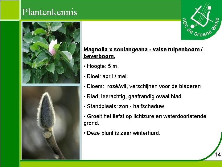 Plantenkennis Magnolia x soulangeana - valse tulpenboom / beverboom. • Hoogte: 5 m. •