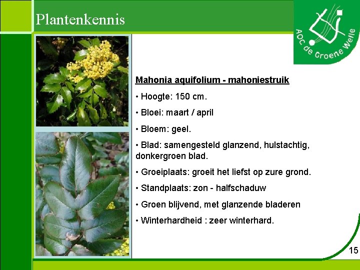 Plantenkennis Mahonia aquifolium - mahoniestruik • Hoogte: 150 cm. • Bloei: maart / april