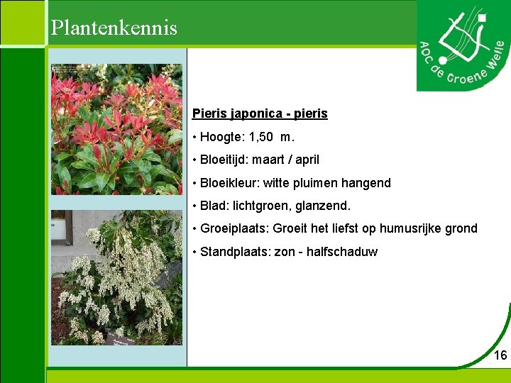 Plantenkennis Pieris japonica - pieris • Hoogte: 1, 50 m. • Bloeitijd: maart /