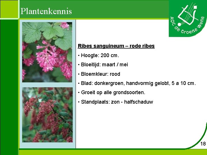 Plantenkennis Ribes sanguineum – rode ribes • Hoogte: 200 cm. • Bloeitijd: maart /
